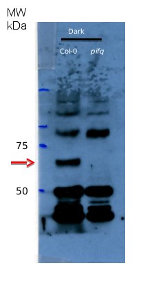 western blot using anti-PIF4 antibodies