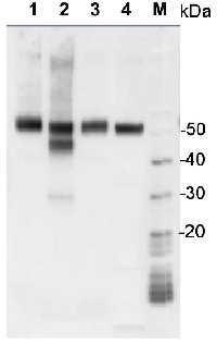 Immuno Gold Rabbit-anti-Chicken, IgG