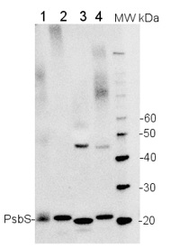 kDa | protein PSII antibody anti-PsbS Lhc-like 22
