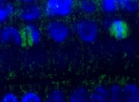 Anti-plant Tubulin beta chain antibodies