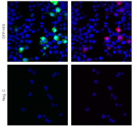 Anti- His-tag | 3xHis (polyclonal)