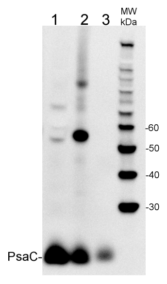 Agrisera一抗和二抗對PsaC進(jìn)行蛋白印跡檢測