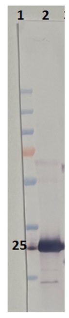 Western blot with anit-Lhcb1 antibodies