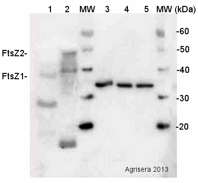 western blot using plant anti-FtsZ1 and FtsZ2 antibody