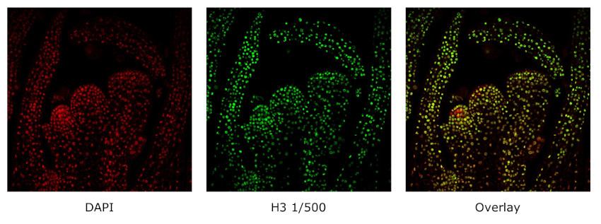 Immunofluorescence with anti-plant Histone 3 antibodies