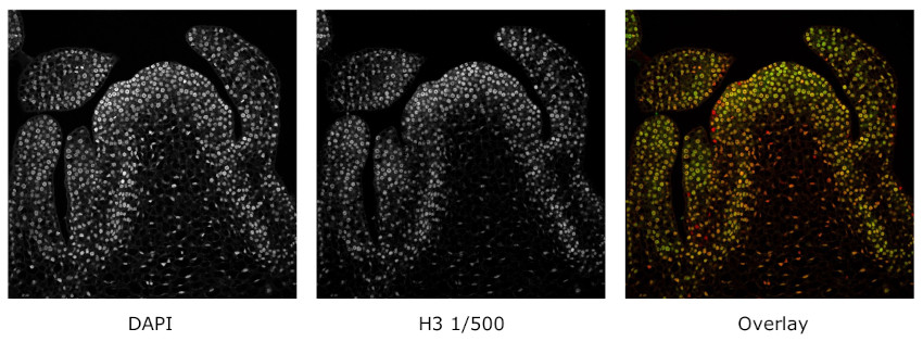 Immunofluorescent detection with anti-plant histone H3 antibodies