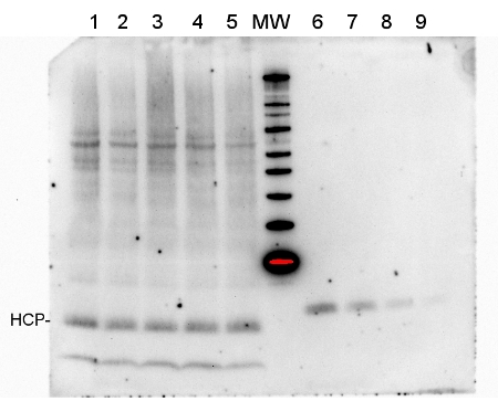 western blot using anti-HCP antibody
