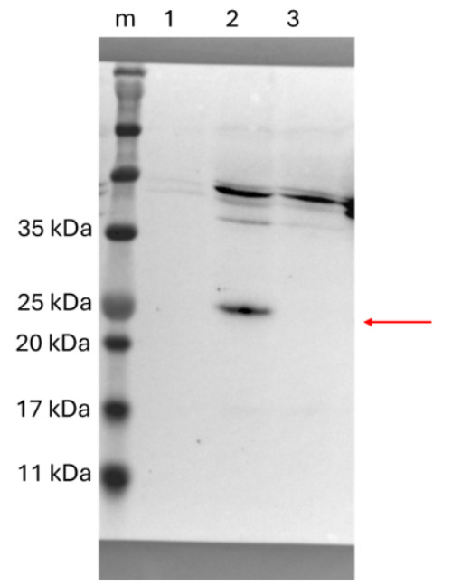 Western blot with HY5 antibodies
