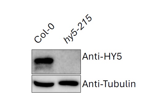 Western blot with anti-HY5 antibodies