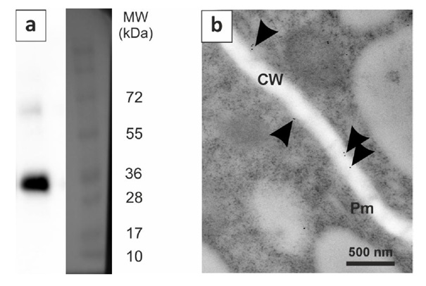 Western blot and immunogold localization of PIP2 protein in maizePIP