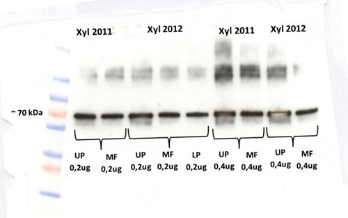 western blot using anti-VPP-ase antibodies