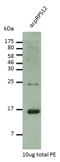western blot using anti-RPS12 antibodies