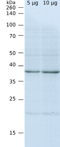 western blot using anti-SBP antibodies in Chlamydomonas reinhardtii