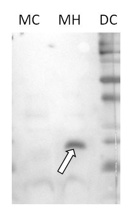 western blot using anti-plant HSP23.6 (mitochondrial) antibodies