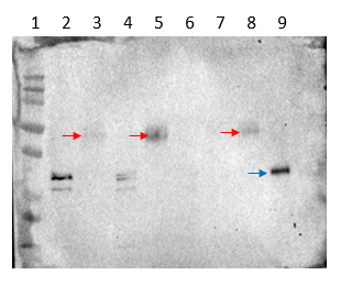 Anti Lfy Leafy Antibodies