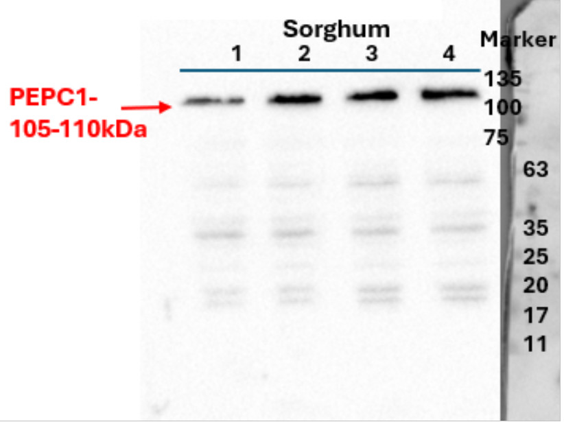 Western blot using anti-plant PEPC1 antibodies