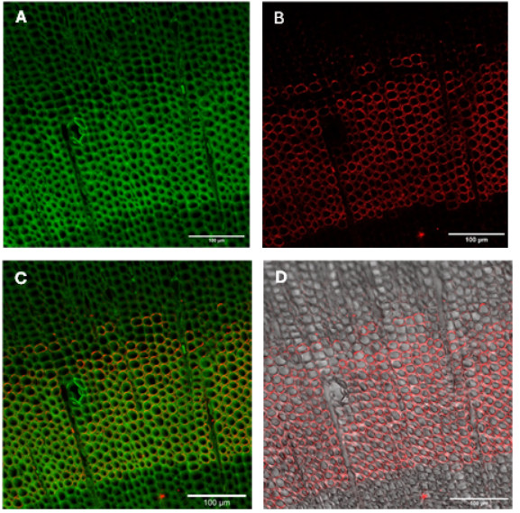 Immunofluorescent localization of the plant cell wall components