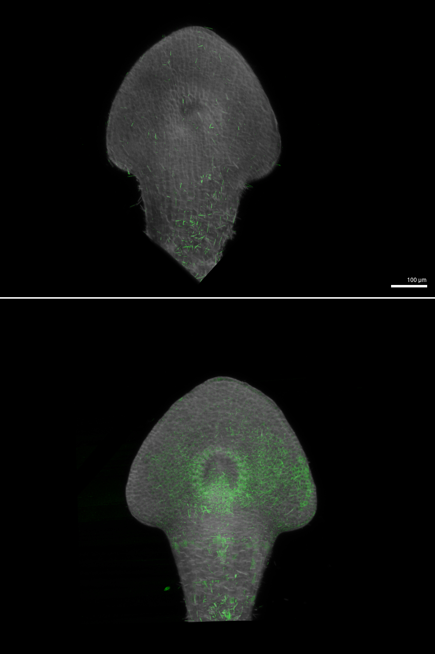 Immunofluorescent localization of PIN2 in maze