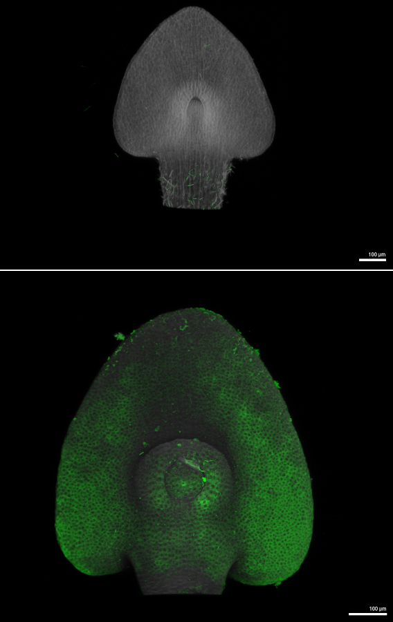 Immunofluorescence using anti-PIN1 antibodies (monocotyl)