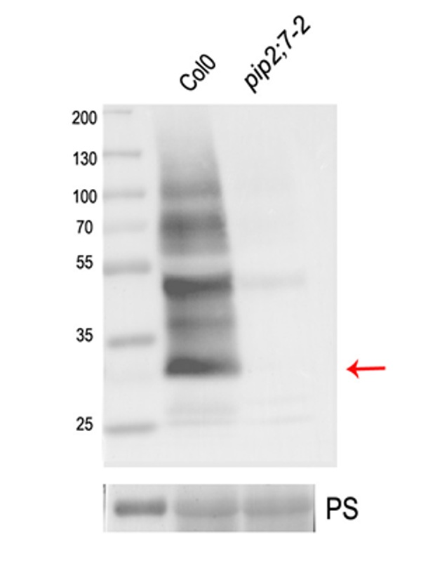 Western blot anti-PIP2;7