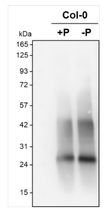 Western blot using anti- plant PIP2;7 antibodies