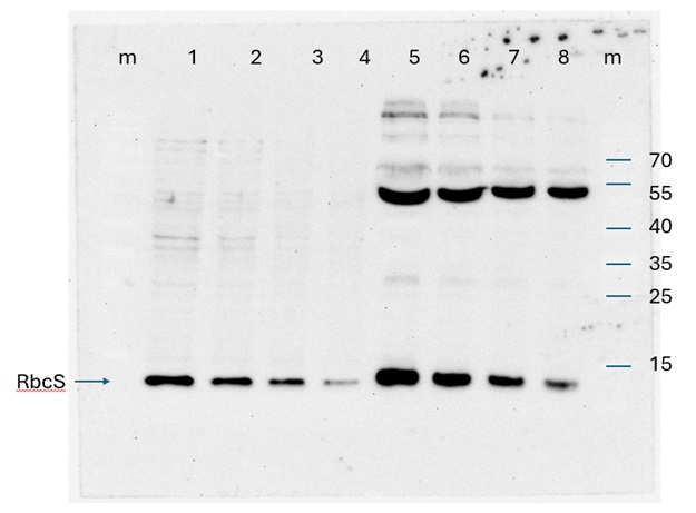 Western blot using anti-RbcS antibodies on A. thaliana samples