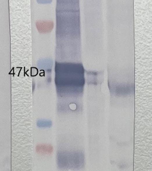 Western blot using anti-Rubisco activase antibodies