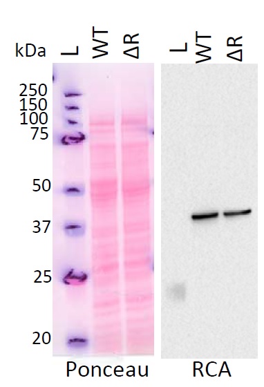 Western blot using anti-Rubisco actvase antibodies