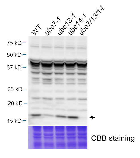 Western blot using anti-UBC antibodies