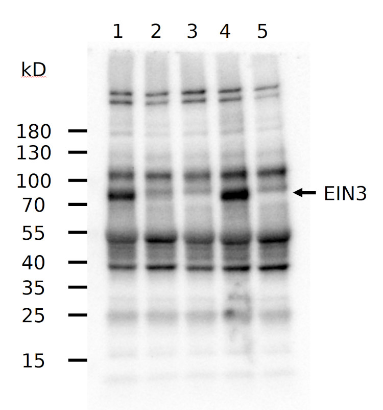 Western blot using anti-EIN3 antibodies