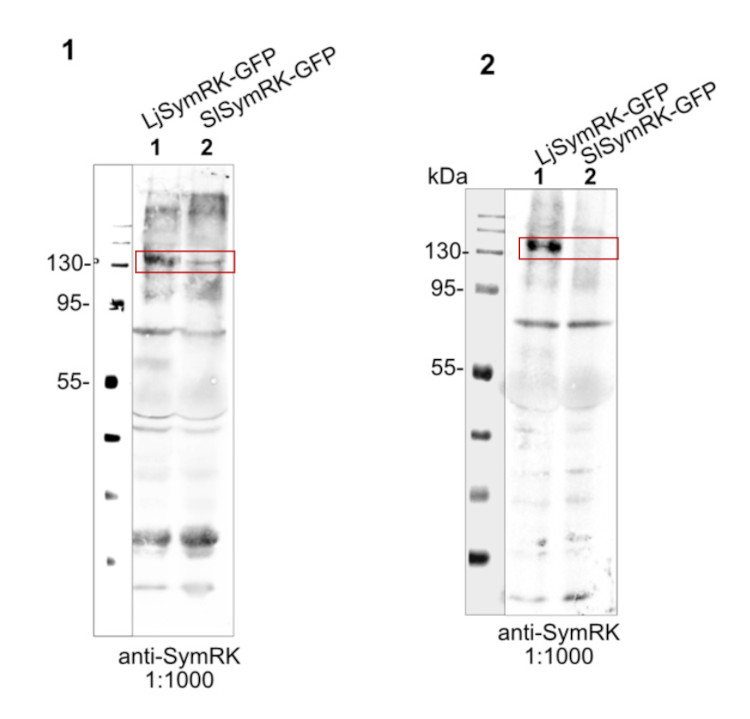 Western blot using anti-SymRK antibodies