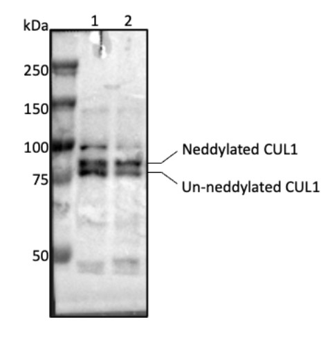 Western blot using anti-CUL1 antibodies