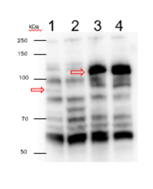 Western blot using anti-GUN1 antibodies