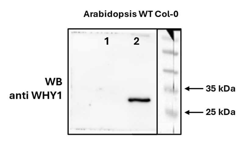 Plant WHY1 protein detection in endogenous extract