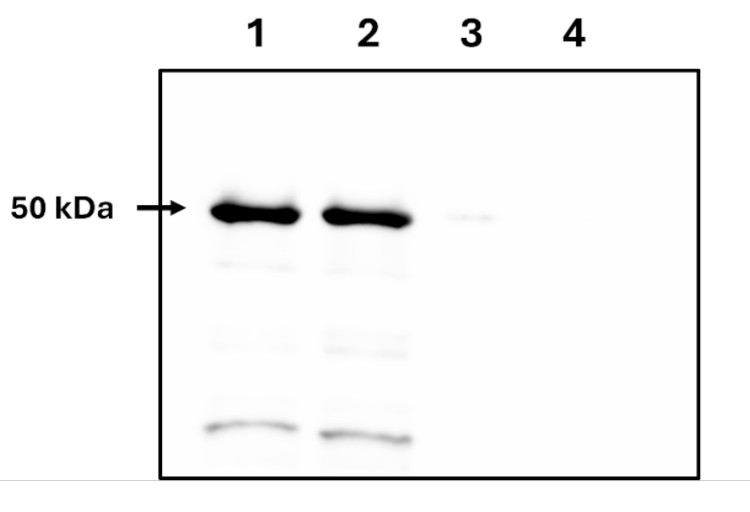 Western blot detection of plant WHY1 using polyclonal antibodies