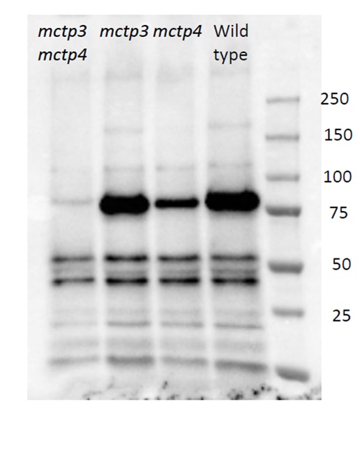 Western blot using anti/MCTP3&4 antibodies