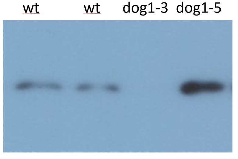 Western blot using anti-DOG1 antibodies