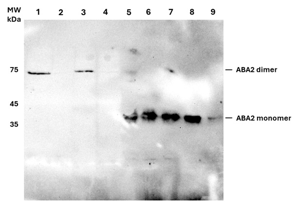 Western blot using anti-ABA2 antibodies