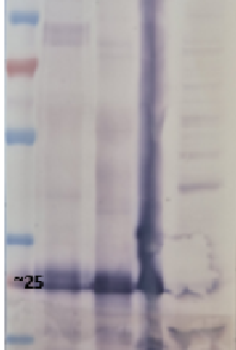 Western blot using anti-Lhcb1 antibodies with broad species reactivity
