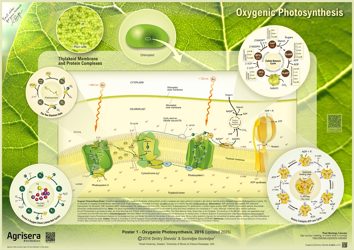 Agrisera Poster 1 Oxygenic Photosynthesis