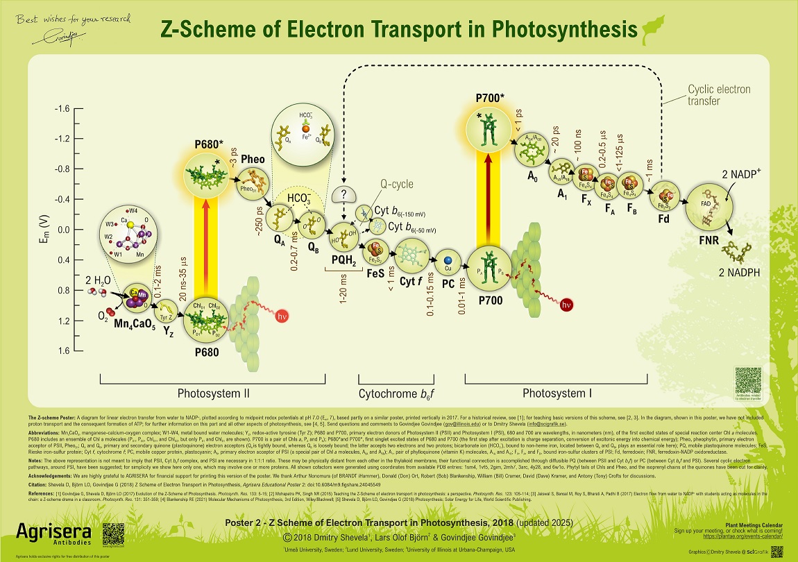 Agrisera Poster 2 Z-Scheme of Electron Transport in Photosynthesis