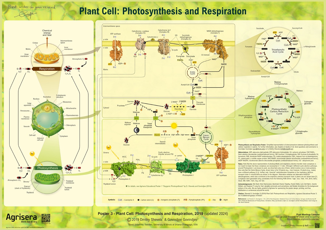 Agrisera Poster 3: Photosynthesis and Respiration