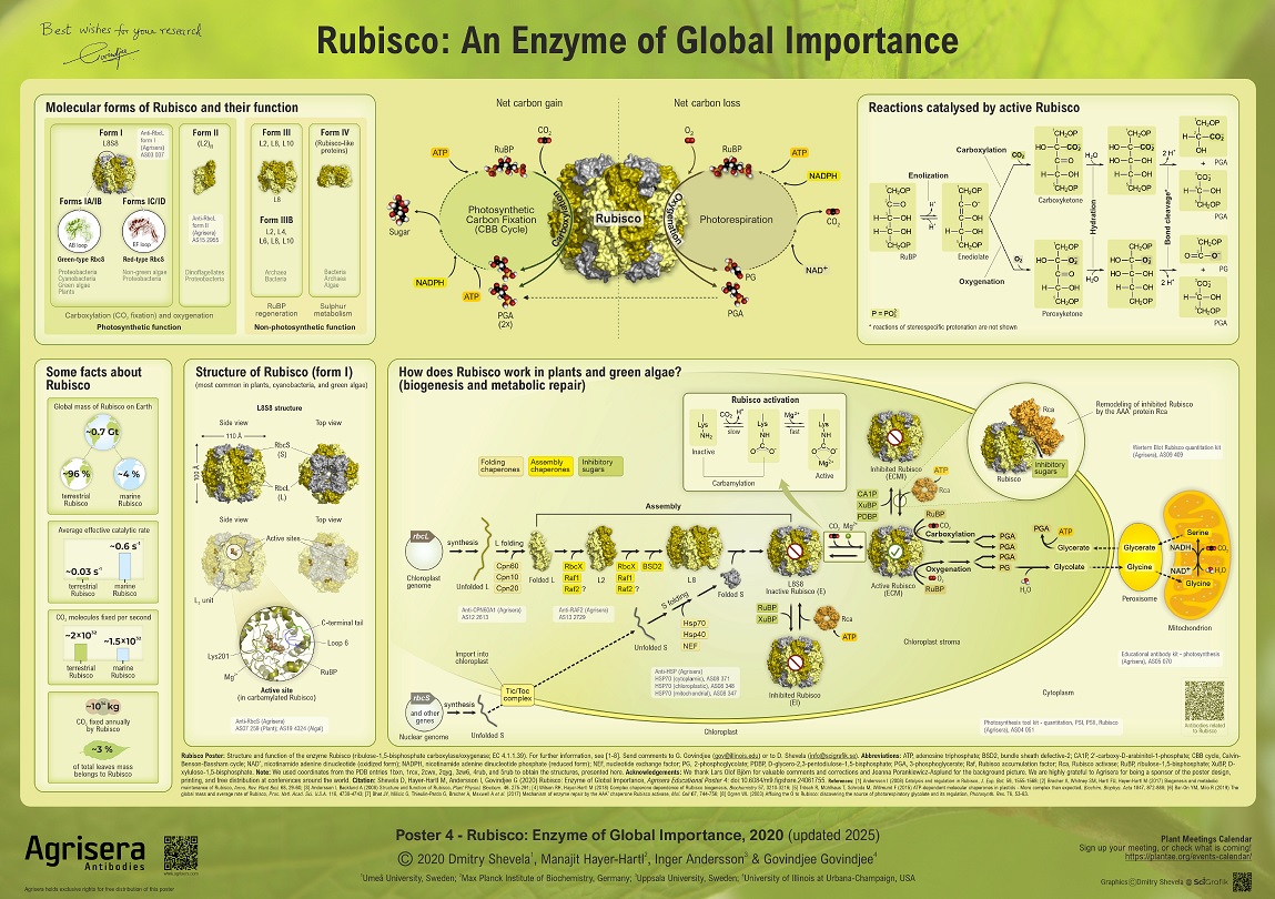 Agrisera Poster 4 Rubisco An Enzyme of Global Importance