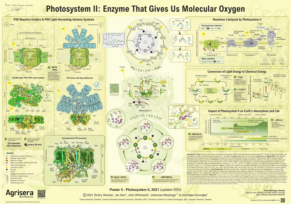 Agrisera Poster 5 Photosystem II Enzyme That Gives Us Molecular Oxygen