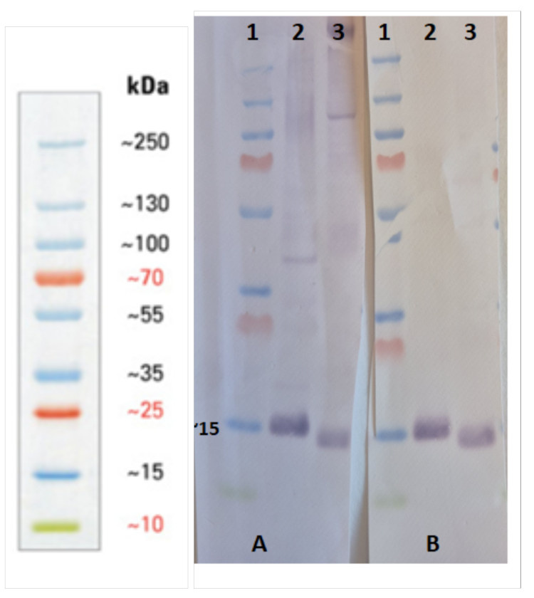 Agrisera anti-RbcS antibodies