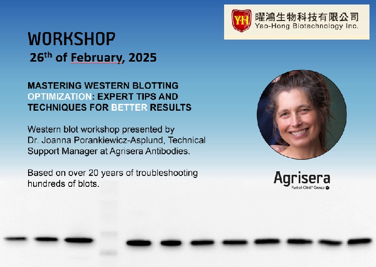 Agrisera Western blot workshop with YaoHong, February 2025