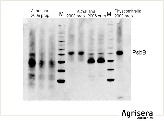 sample quality and gel electrophoresis