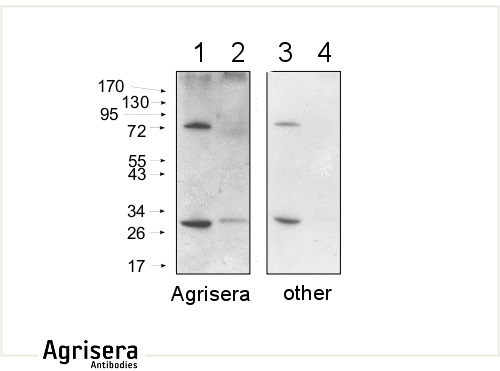 secondary antibody comparison