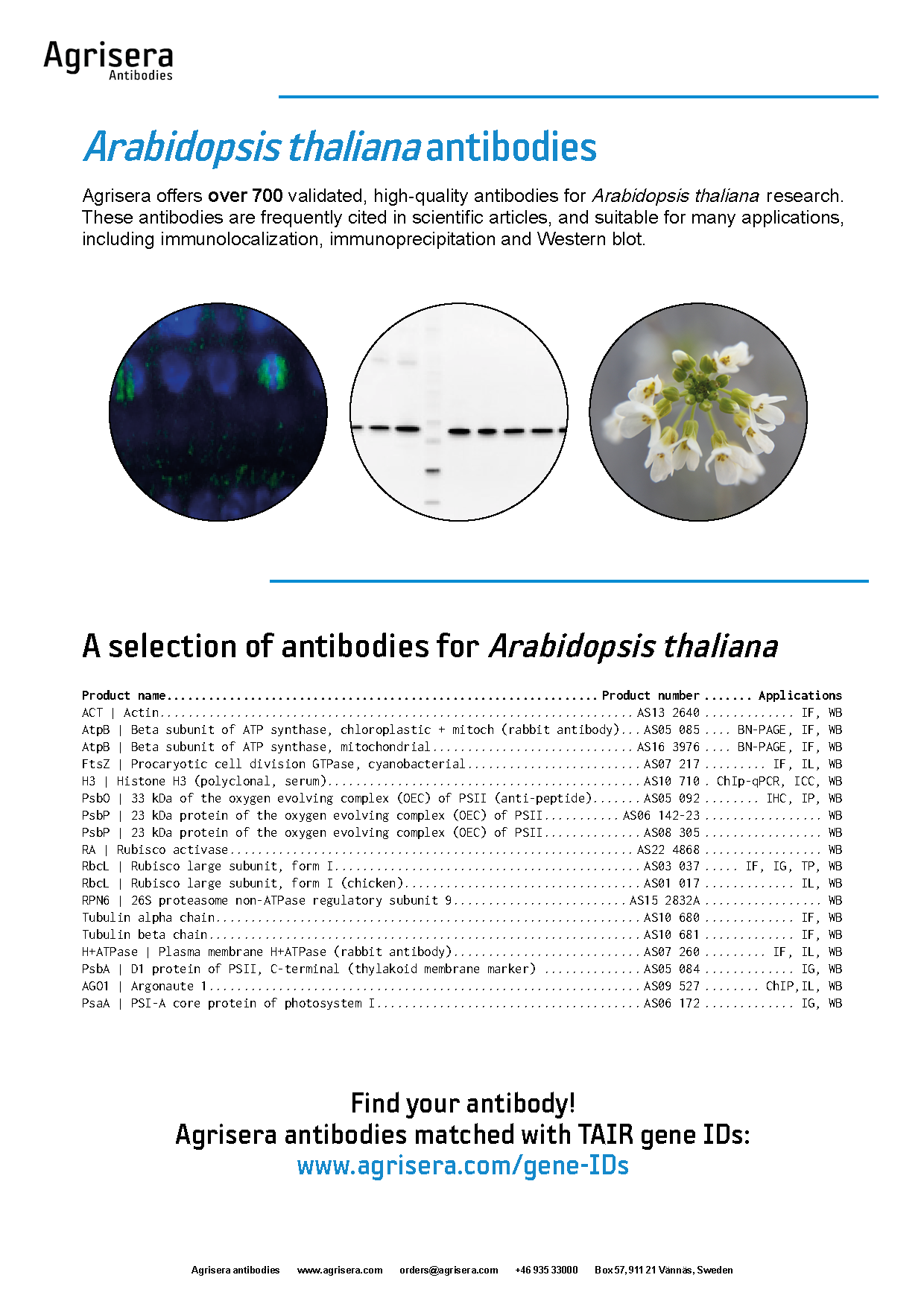 Agrisera arabidopsis antibodies