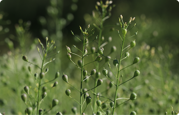 Agrisera antibodies Camelina sativa